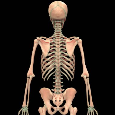 İnsan İskelet Sistemi Anatomisinin Omurga Sütununun 3D İllüstrasyonu