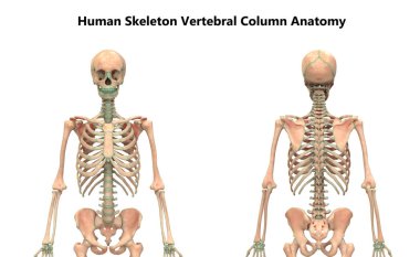 İnsan İskelet Sistemi Anatomisinin Omurga Sütununun 3D İllüstrasyonu
