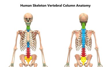 İnsan İskelet Sistemi Anatomisinin Omurga Sütununun 3D İllüstrasyonu