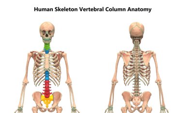 İnsan İskelet Sistemi Anatomisinin Omurga Sütununun 3D İllüstrasyonu