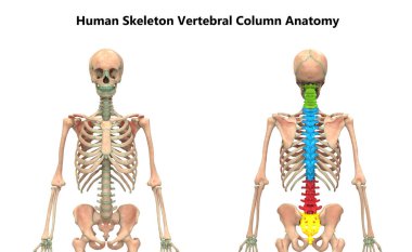 İnsan İskelet Sistemi Anatomisinin Omurga Sütununun 3D İllüstrasyonu