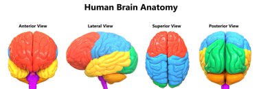 İnsan Sinir Sistemi Beyin Anatomisi Merkezi Organı 3D Görünümü