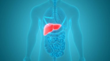 İnsan İç Sindirim Organ Karaciğeri Anatomisi 3D Görünümü