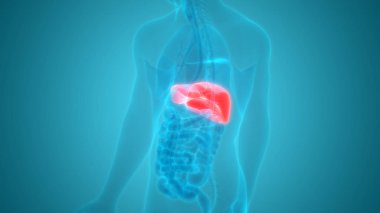 İnsan İç Sindirim Organ Karaciğeri Anatomisi 3D Görünümü
