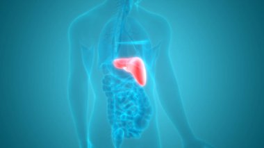 İnsan İç Sindirim Organ Karaciğeri Anatomisi 3D Görünümü