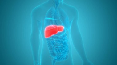 İnsan İç Sindirim Organ Karaciğeri Anatomisi 3D Görünümü