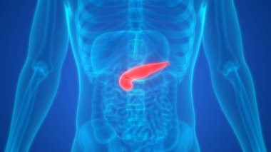 3D İnsan İç Sindirim Organı Pankreası Anatomisi