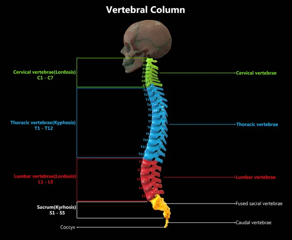3D Illustration of Vertebral Column of Human Skeleton System Anatomy with Labels