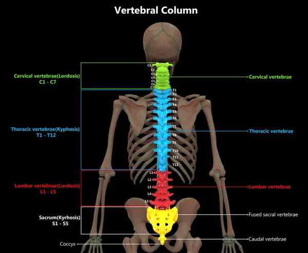 Εικονογράφηση Της Σπονδυλικής Στήλης Του Ανθρώπινου Σκελετού Σύστημα Ανατομία Ετικέτες — Φωτογραφία Αρχείου