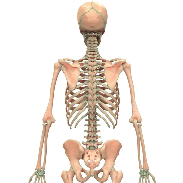 Ilustracja Kręgosłupa Ludzkiej Anatomii Układu Szkieletowego — Zdjęcie stockowe