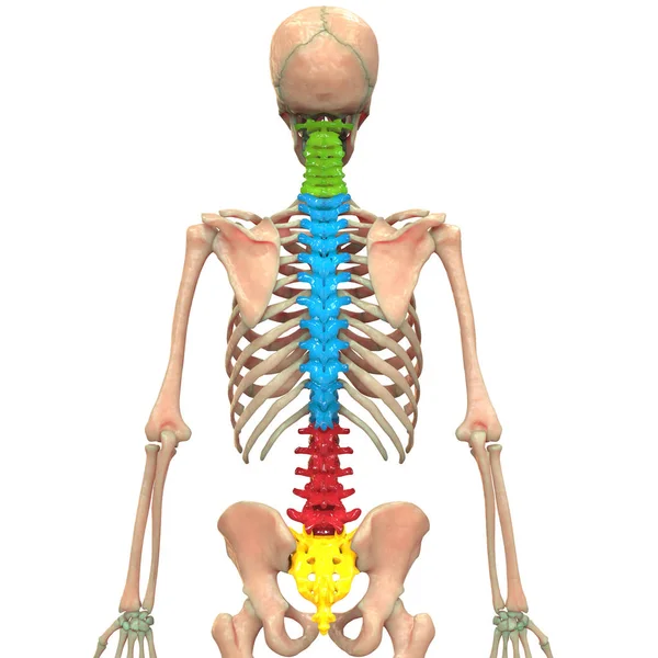 Ilustración Columna Vertebral Anatomía Del Sistema Esquelético Humano — Foto de Stock