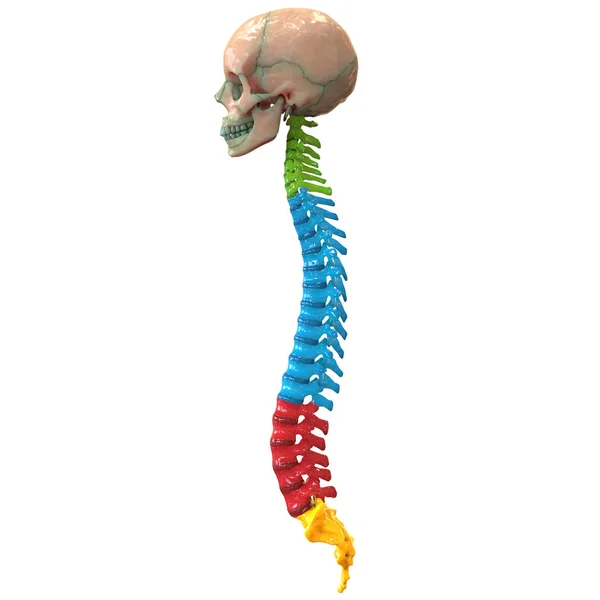 Illustration Vertebral Kolonn Människans Skelett System Anatomi — Stockfoto