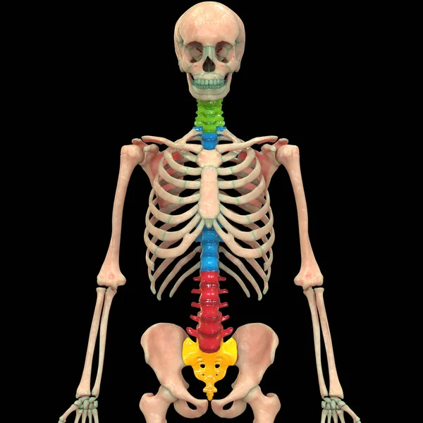 Ilustración Columna Vertebral Anatomía Del Sistema Esquelético Humano — Foto de Stock