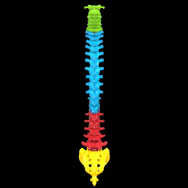 Ilustração Coluna Vertebral Anatomia Sistema Esqueleto Humano — Fotografia de Stock