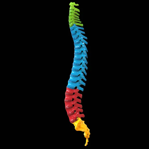 Ilustración Columna Vertebral Anatomía Del Sistema Esquelético Humano —  Fotos de Stock