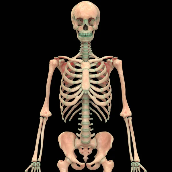 Ilustración Columna Vertebral Anatomía Del Sistema Esquelético Humano — Foto de Stock
