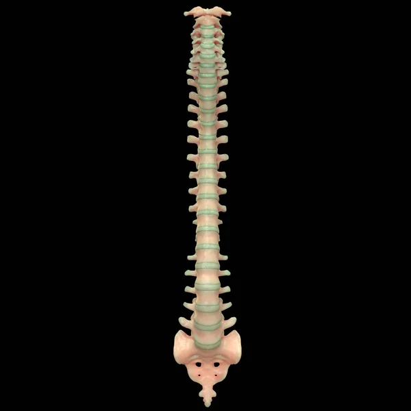 Illustrazione Della Colonna Vertebrale Dell Anatomia Del Sistema Scheletrico Umano — Foto Stock