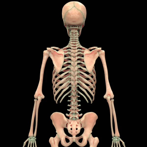 Nsan Skelet Sistemi Anatomisinin Omurga Sütununun Llüstrasyonu — Stok fotoğraf