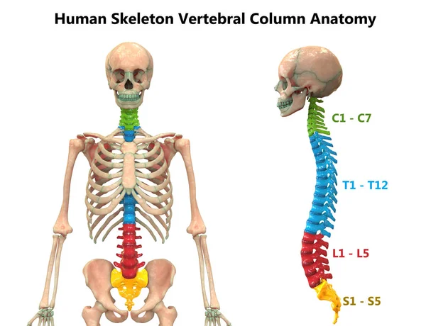 Ilustración Columna Vertebral Anatomía Del Sistema Esquelético Humano —  Fotos de Stock