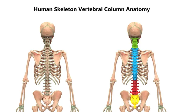 Ilustración Columna Vertebral Anatomía Del Sistema Esquelético Humano — Foto de Stock