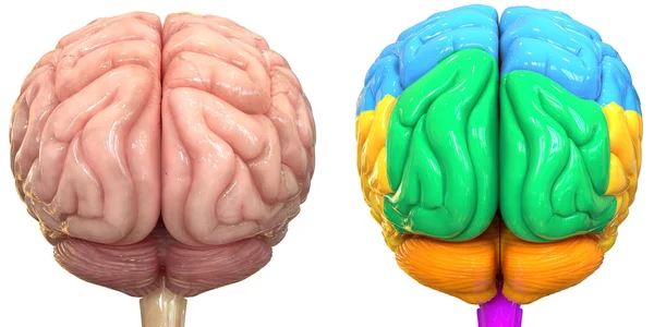 Ilustración Del Órgano Central Del Sistema Nervioso Humano Lóbulos Cerebrales — Foto de Stock