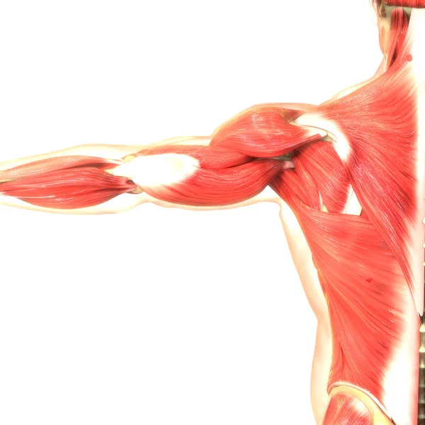 Digital Illustration Human Body Muscles — Stock Photo, Image