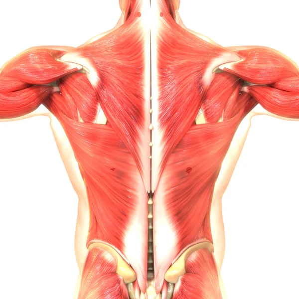 Ilustração Digital Dos Músculos Corpo Humano — Fotografia de Stock