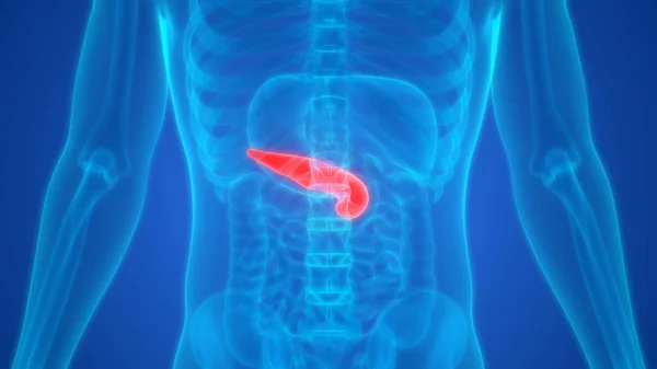 Illustrazione Dell Anatomia Del Pancreas Dell Organo Digestivo Interno Umano — Foto Stock