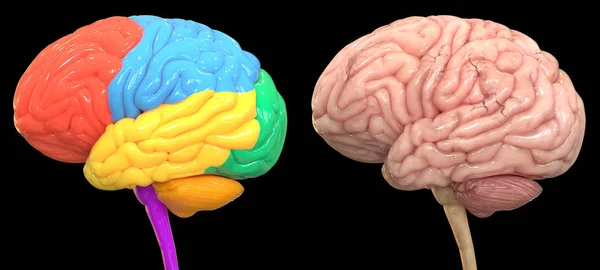 Ilustración Del Órgano Central Del Sistema Nervioso Humano Anatomía Cerebral —  Fotos de Stock