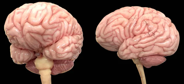 Illustration Centrala Organ Människans Nervsystem Hjärnanatomi — Stockfoto