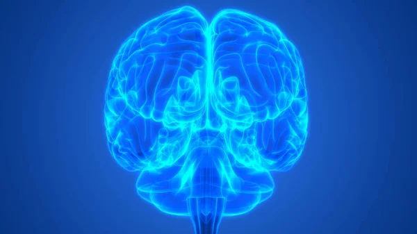 Ilustracja Centralnego Narządu Ludzkiego Układu Nerwowego Anatomia Mózgu Widok Przodu — Zdjęcie stockowe