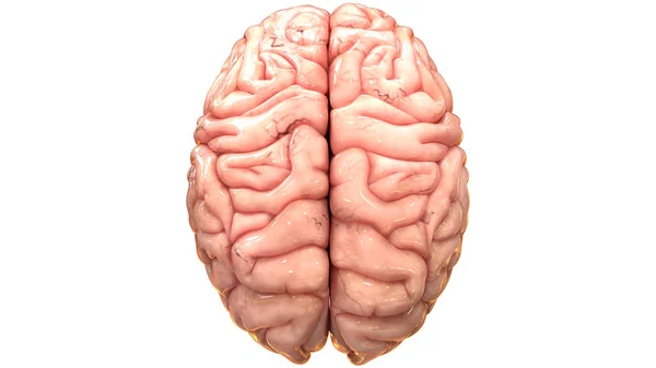 Ilustración Del Órgano Central Del Sistema Nervioso Humano Anatomía Cerebral —  Fotos de Stock