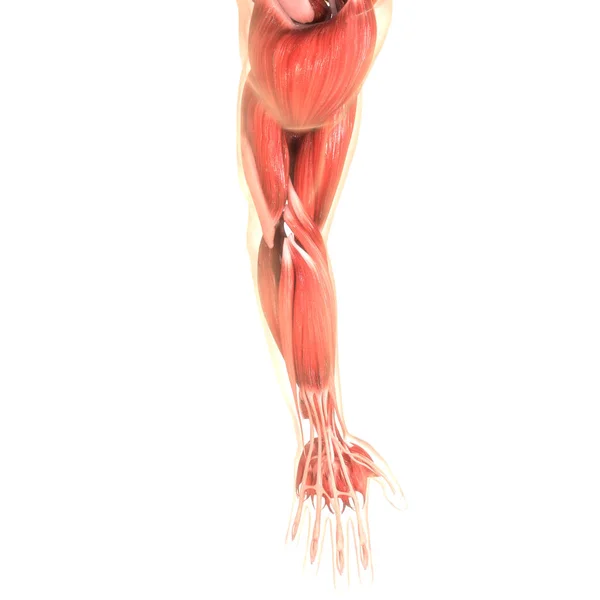 Ilustração Digital Anatomia Mão Humana — Fotografia de Stock