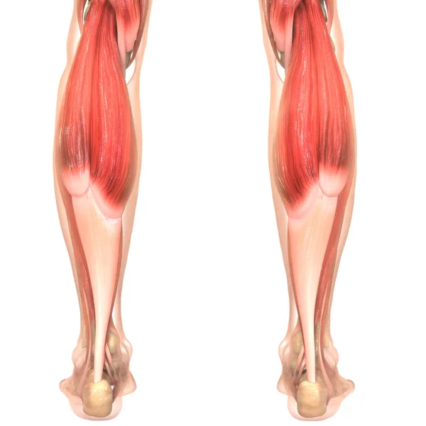Ψηφιακή Τρισδιάστατη Απεικόνιση Των Μυών Των Ποδιών Του Ανθρώπου — Φωτογραφία Αρχείου