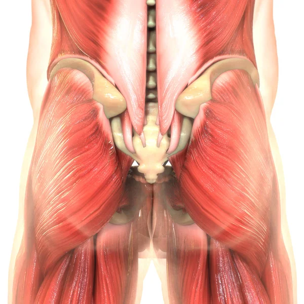 数字三维人体髋关节肌肉图解 — 图库照片