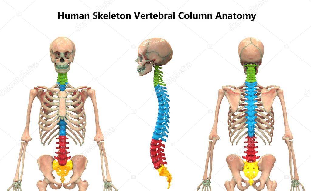 3D Illustration of Vertebral Column of Human Skeleton System Anatomy