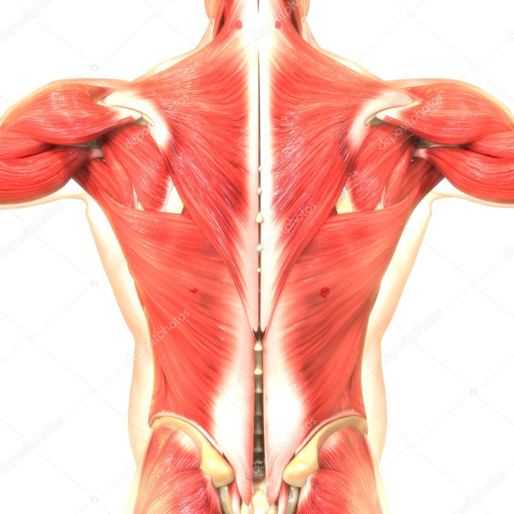 digital 3d illustration of human body muscles
