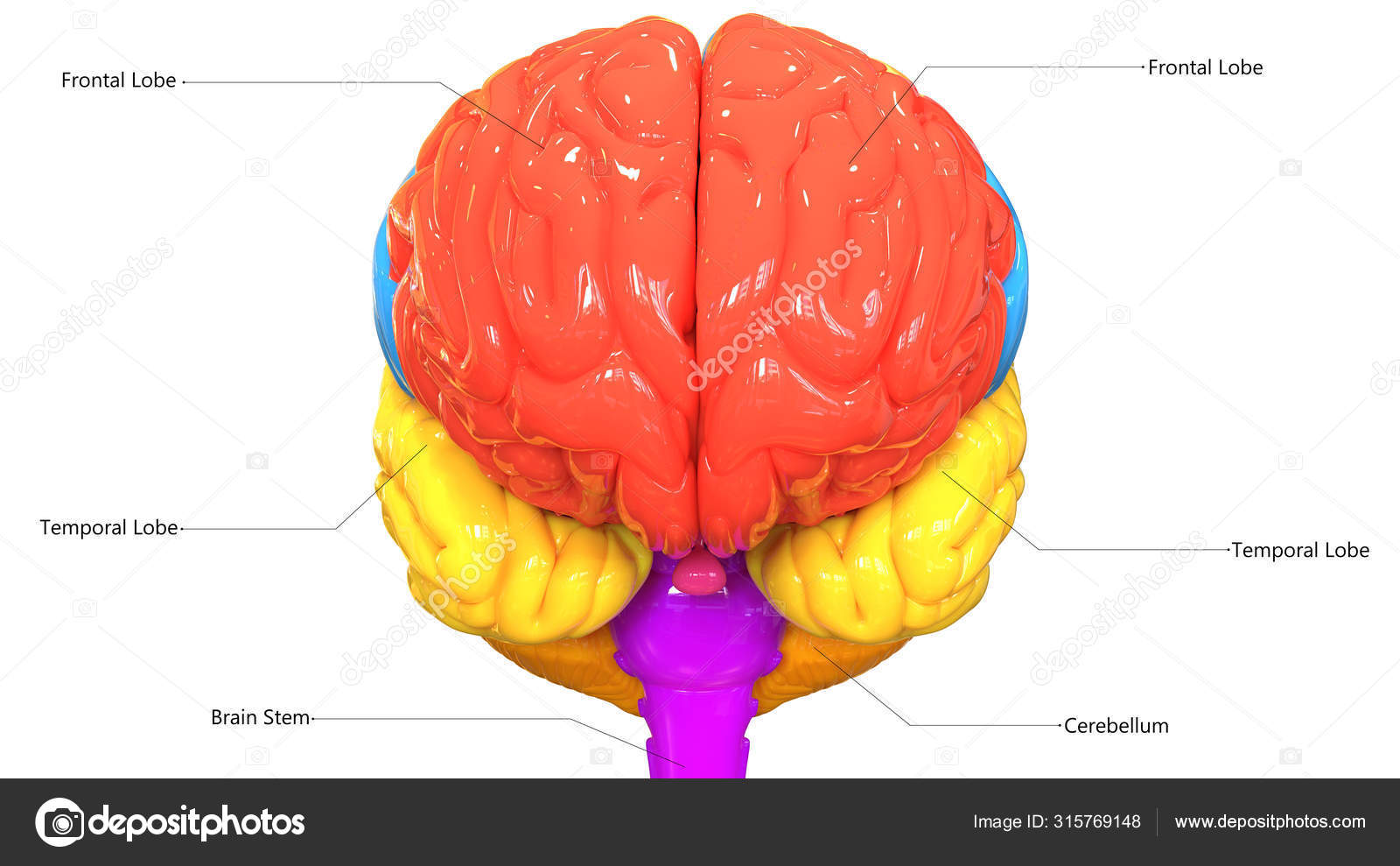 Ilustración Del Órgano Central Del Sistema Nervioso Humano Lóbulos  Cerebrales — Foto de stock #315769148 © magicmine, image size:1600x989