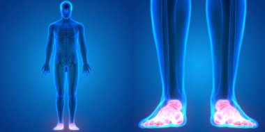 İnsan İskelet Sistemi Kemik Eklemleri Anatomisinin 3B Görünümü