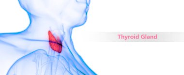 Tiroid bezi 3d illüstrasyon, insan organları sistem anatomisi afiş