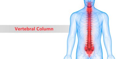 İnsan İskelet Sistemi Anatomisinin Omurga Sütununun 3D İllüstrasyonu