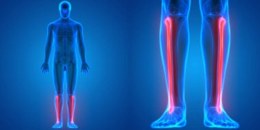 İnsan İskelet Sistemi Kemik Eklemleri Anatomisinin 3B Görünümü