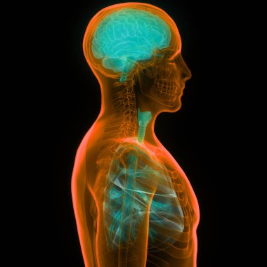 Solunum Sistemi Anatomisi ile İnsan Sinir Sistemi Beyin Merkezi Organı