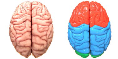 İnsan Sinir Sistemi Beyin Lob Anatomisi Merkezi Organı 'nın 3D Görünümü
