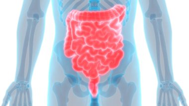 3D İnsan İç Organı Sindirim Sistemi Anatomisi 