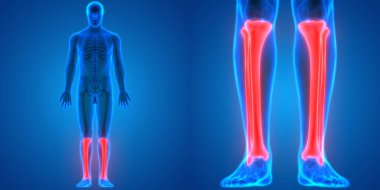 İnsan İskelet Sistemi Kemik Eklemleri Anatomisinin 3B Görünümü