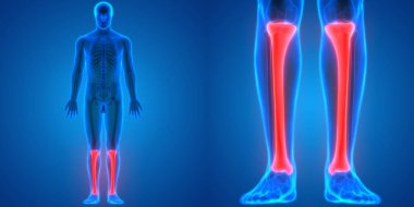 İnsan İskelet Sistemi Kemik Eklemleri Anatomisinin 3B Görünümü