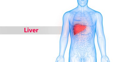İnsan İç Sindirim Organ Karaciğeri Anatomisi 3D Görünümü