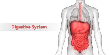 3D İnsan İç Organı Sindirim Sistemi Anatomisi