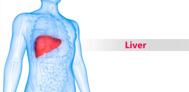 İnsan İç Sindirim Organ Karaciğeri Anatomisi 3D Görünümü